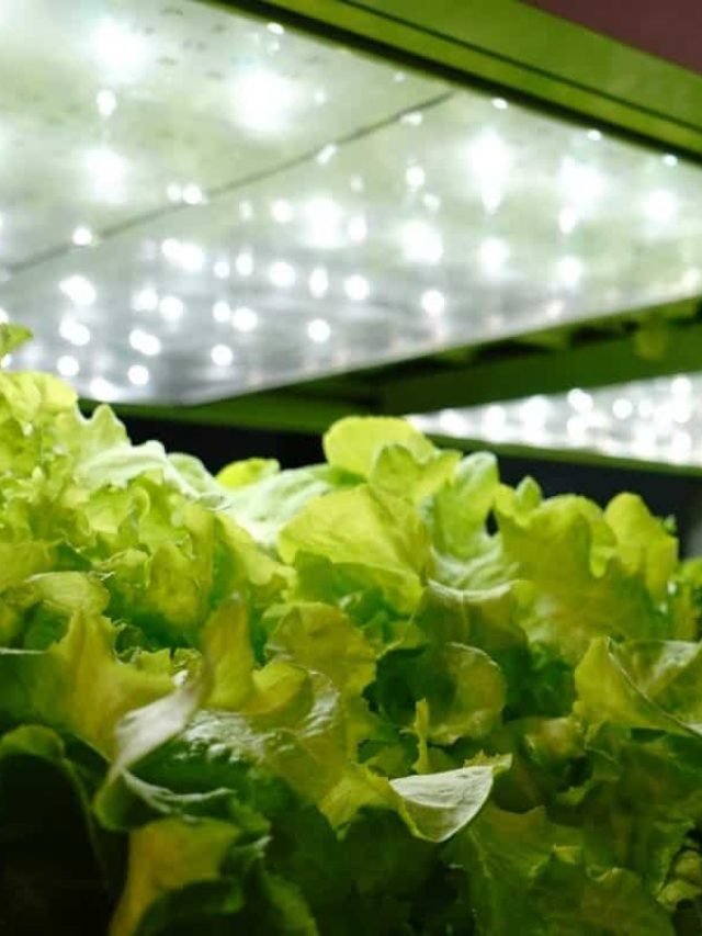 cropped-Leaving-Grow-Lights-On-24-Hours.jpg