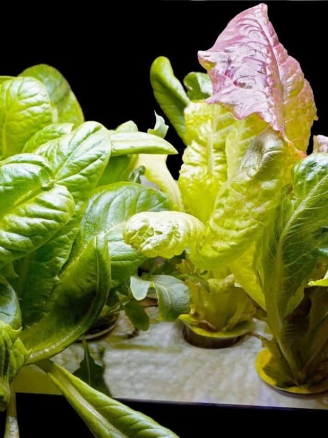 cropped-PH-For-Hydroponic-Lettuce.jpg