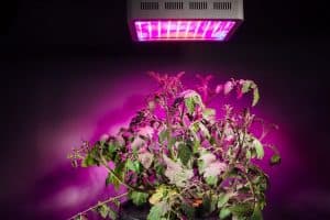 how many plants can i grow with a 300w led light