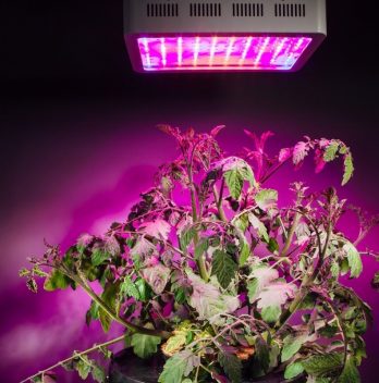 how many plants can i grow with a 300w led light