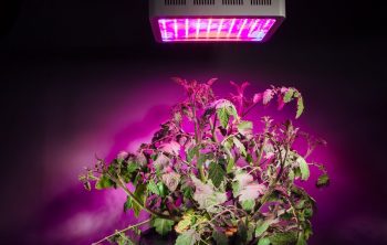 how many plants can i grow with a 300w led light