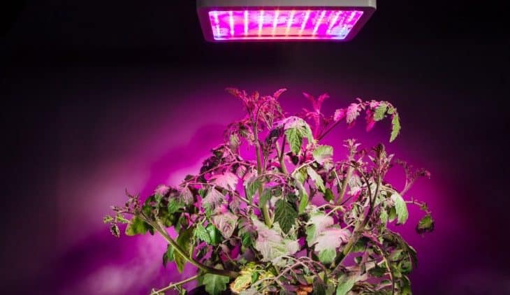 how many plants can i grow with a 300w led light