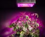 how many plants can i grow with a 300w led light