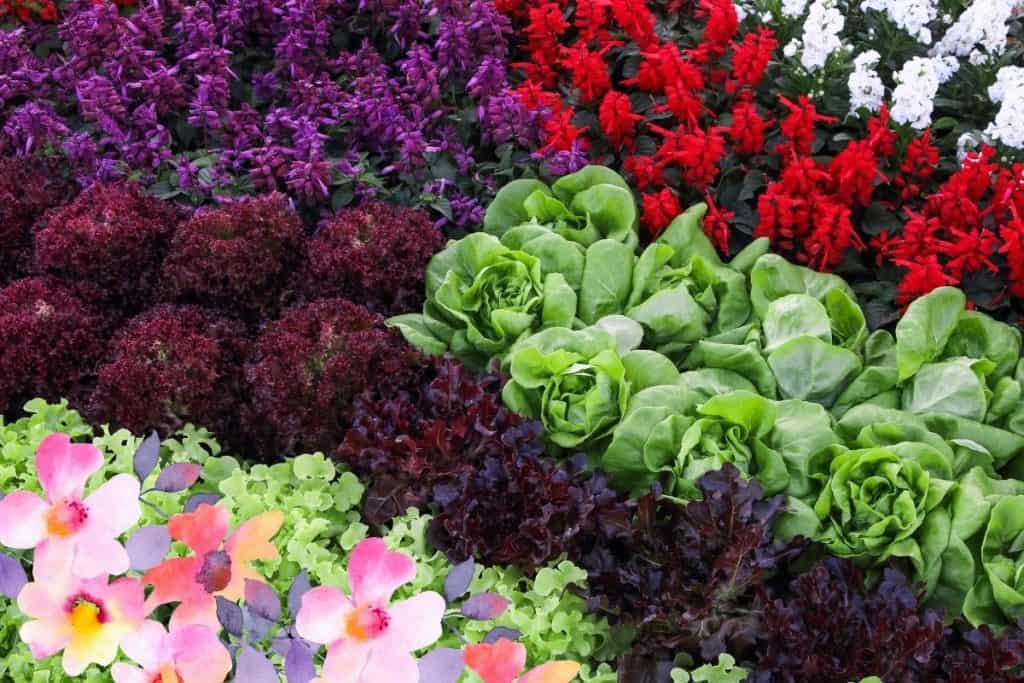 best flowers to grow hydroponically