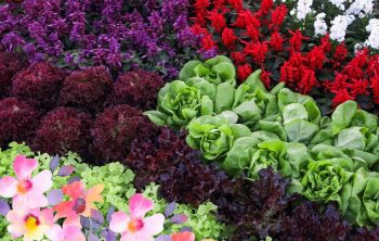 Top Flowers You Can Grow Hydroponically