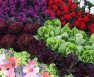 Top Flowers You Can Grow Hydroponically