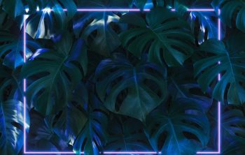 black light for plants