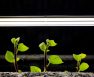 Growing With T12 Fluorescent Lights