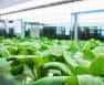 Growing With T8 Fluorescent Lights