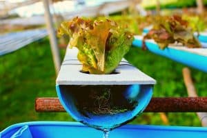 diy hydroponics nutrients