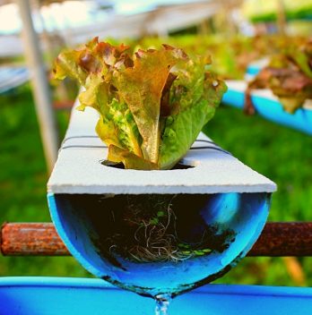 diy hydroponics nutrients