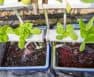 How To Build A Recirculating Deep Water Culture System