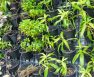 How To Do Vertical Farming At Home