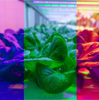 Plant Growth Under Different Colors Of Light