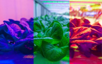 Plant Growth Under Different Colors Of Light