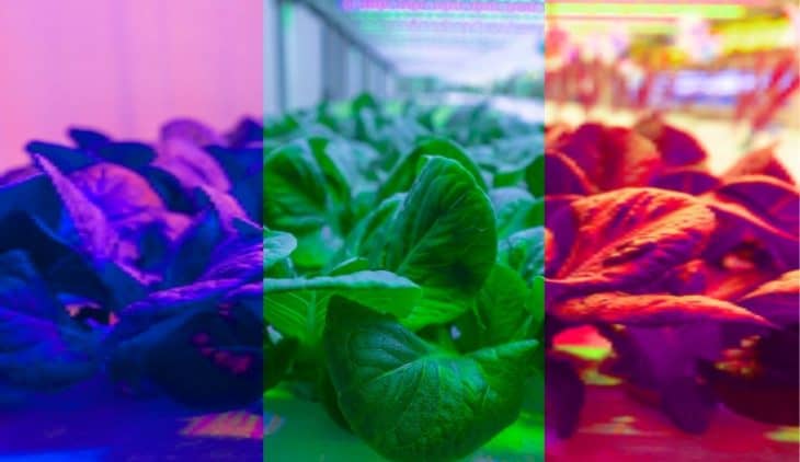 Plant Growth Under Different Colors Of Light