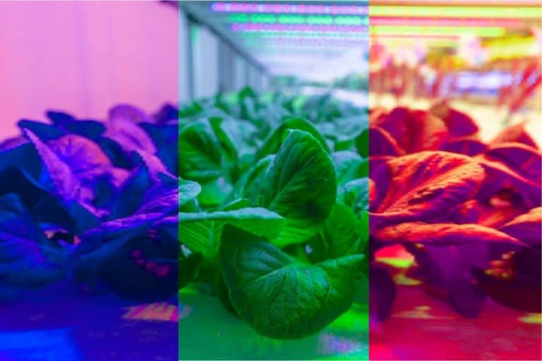 plant-growth-under-different-colors-of-light-grower-today