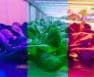 Plant Growth Under Different Colors Of Light