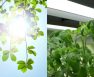 UVA and UVB Lights For Plants