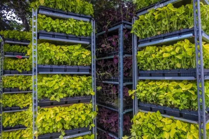 how to do vertical farming - futuresoftech.com