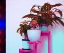 3 Tier Plant Stand With Grow Lights