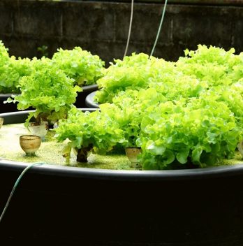 Adding Nutrients To Aquaponics