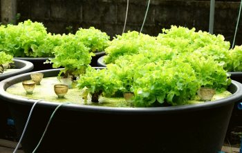 Adding Nutrients To Aquaponics