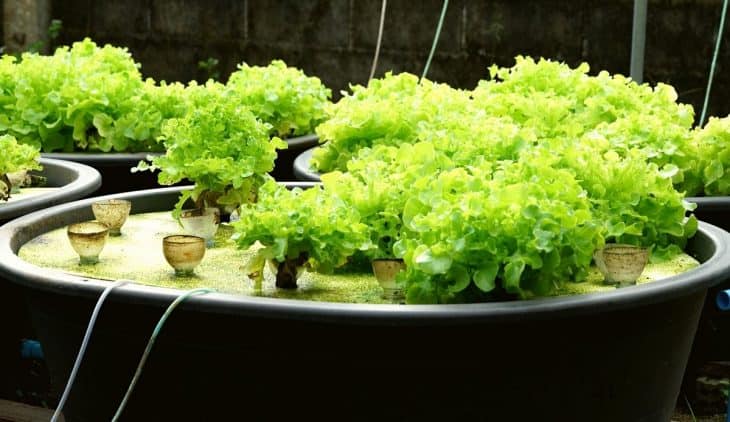 Adding Nutrients To Aquaponics