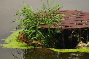 Aerating Water For Plants