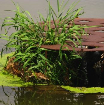 Aerating Water For Plants