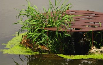 Aerating Water For Plants