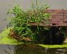 Aerating Water For Plants