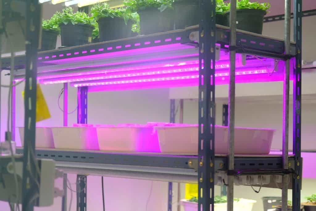 Best Light Temperature For Growing Plants - Grower Today