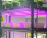 best kelvin for growing plants led