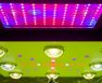 COB vs SMD LED For Growing