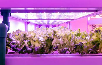 Grow Light Height Above Plants