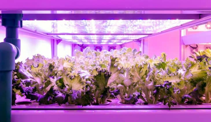 Grow Light Height Above Plants