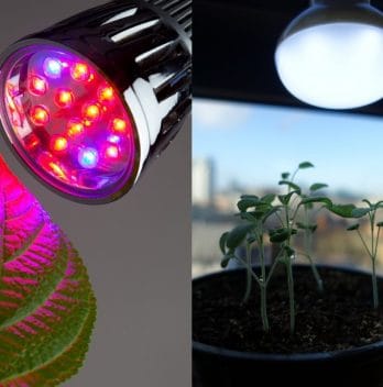 Grow Light Vs Regular Light