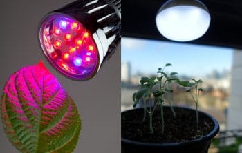 Grow Light Vs Regular Light