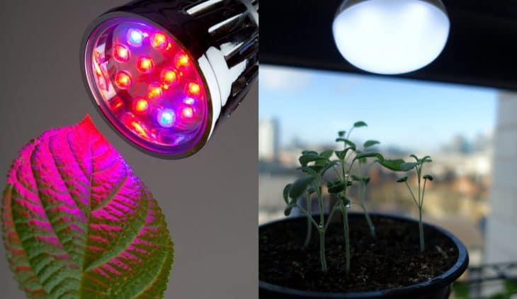 Grow Light Vs Regular Light