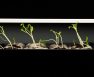 How Many CFLs Per Plant