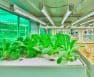 how many plants can I grow per 1000 watt light