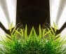 How Many T5 Lights Do I Need For Veg