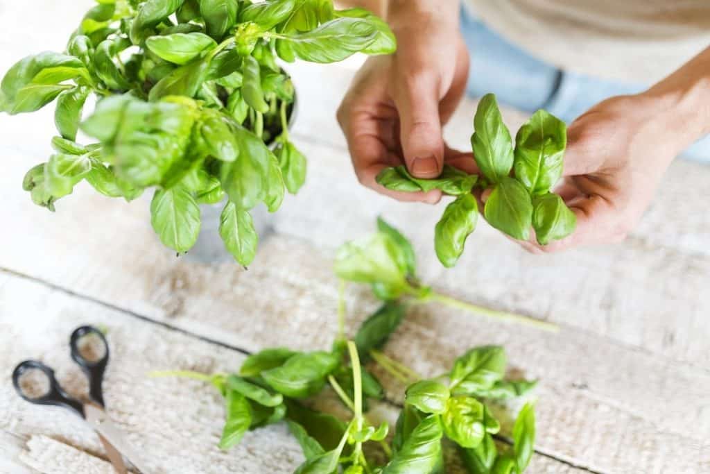 How To Pick Basil - Grower Today