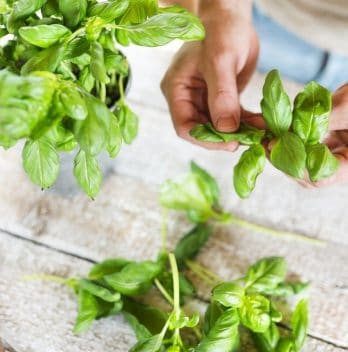 How To Pick Basil