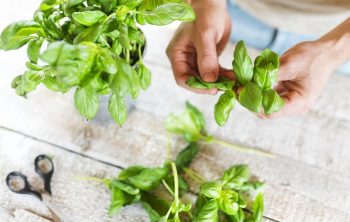 How To Pick Basil