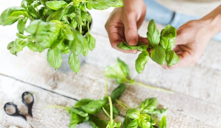 How To Pick Basil