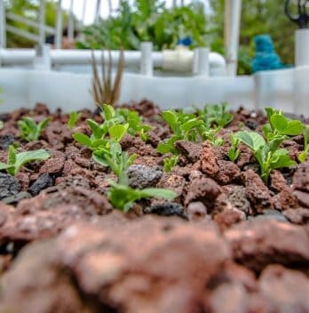 Hydroponic Medium Gravel