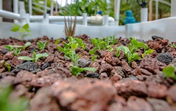 Hydroponic Medium Gravel