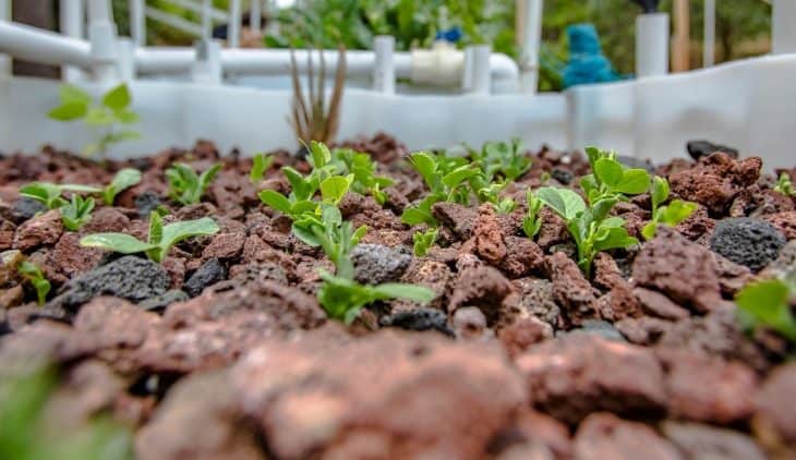 Hydroponic Medium Gravel